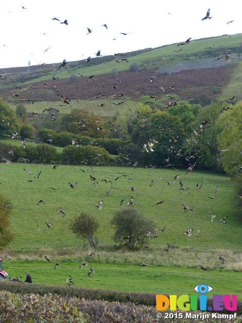 FZ022719 Red kites (Milvus milvus)